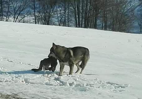 Wilki w gminie Roźwienica, w Bieszczadach jest już dla nich za tłoczno?