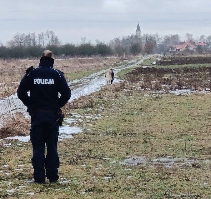 Kupił kucyka dla wnuków, ale zwierzak dał nogę