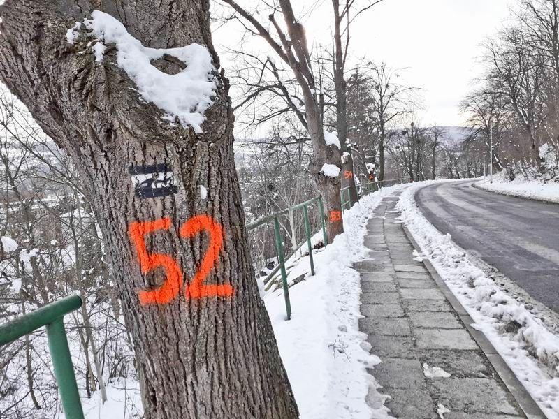 Ponumerowane drzewa na Bielskiego. Przymiarka do wycinki?