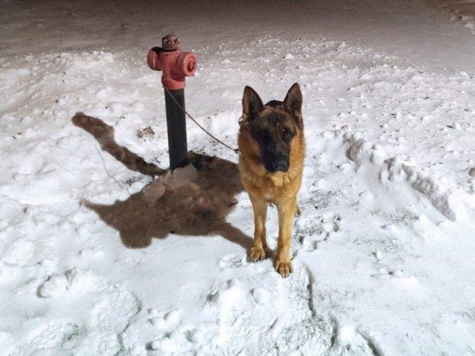 Pies stał przywiązany do hydrantu. Zaopiekowali się nim policjanci
