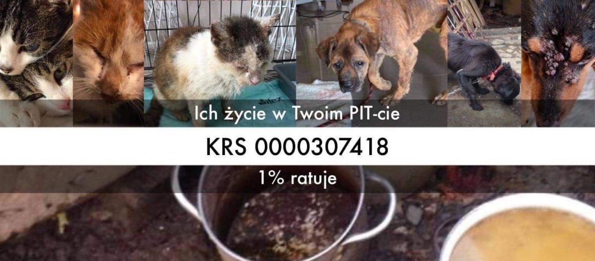 Nakarm zwierzaki z Przemyśla bezgotówkowo. Wystarczy kliknąć