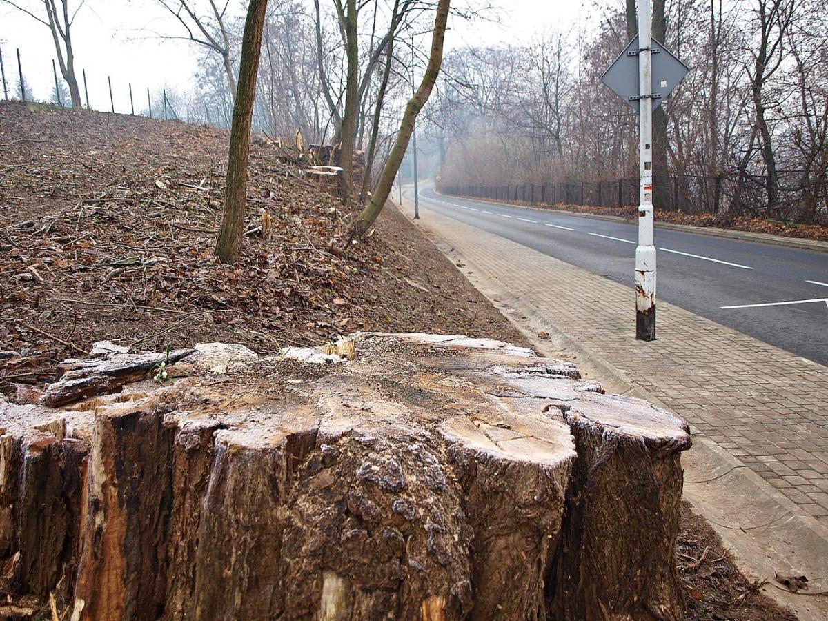 Nigdy nie tną drzew, których wycinka nie byłaby uzasadniona