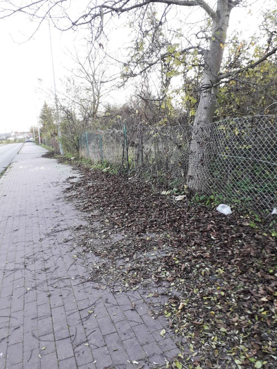 Leciały liście z drzew, ale rzadko je sprzątano [SYGNAŁY CZYTELNIKÓW]
