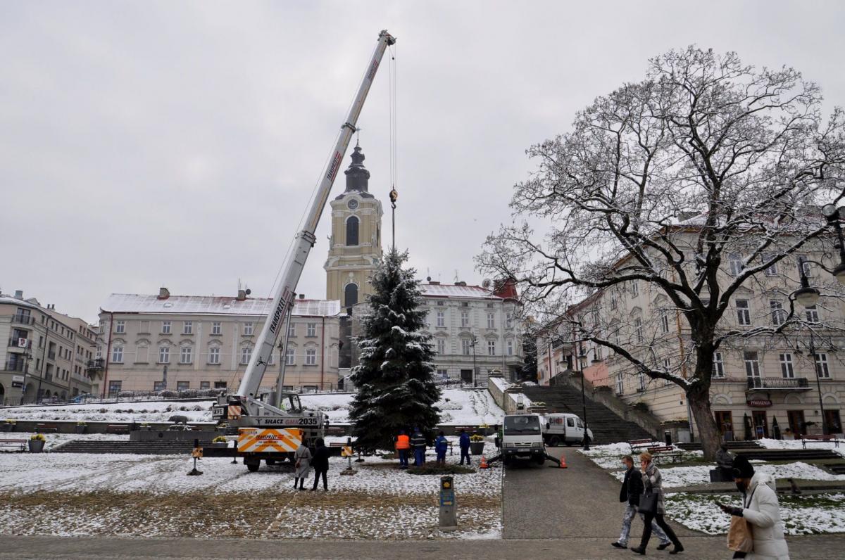 Już jest! Na przemyskim Rynku stanęła choinka [ZDJĘCIA]