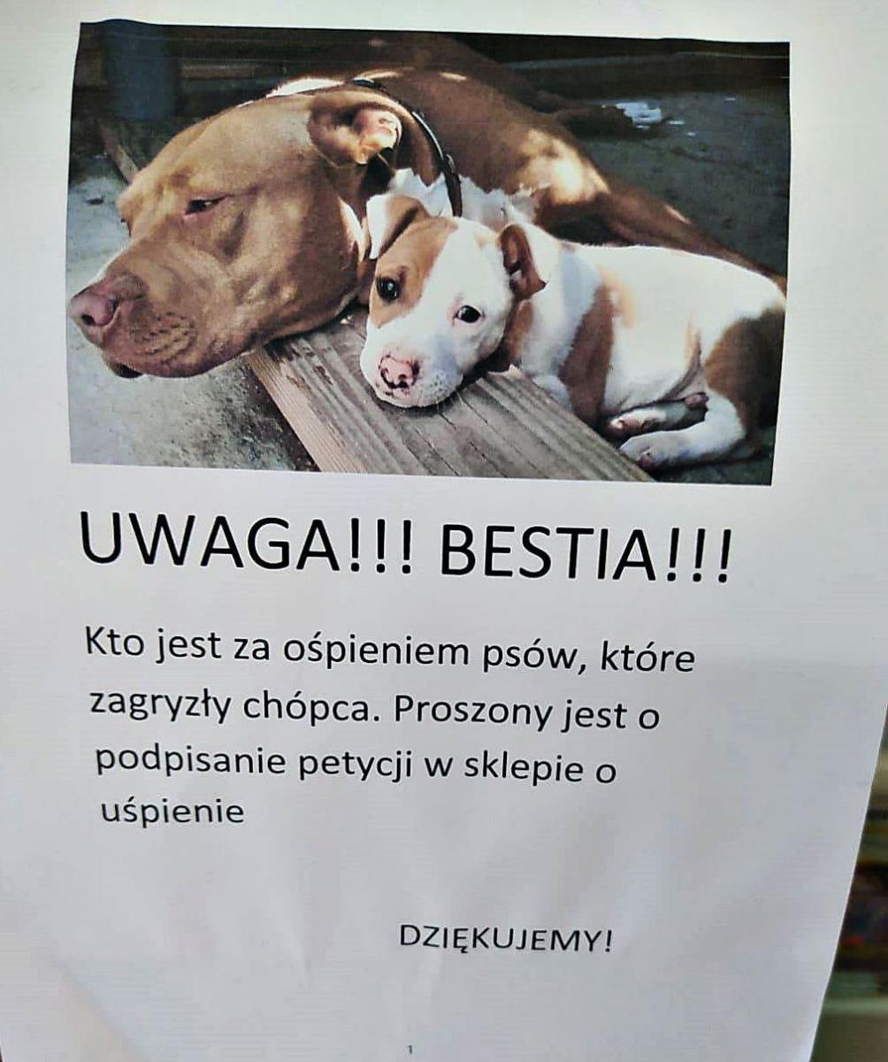 Jest decyzja prokuratury. Psy zostaną uśpione