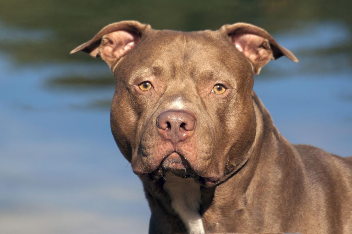 Amstaff rzucił się na 12-latka. Chłopiec jest w ciężkim stanie