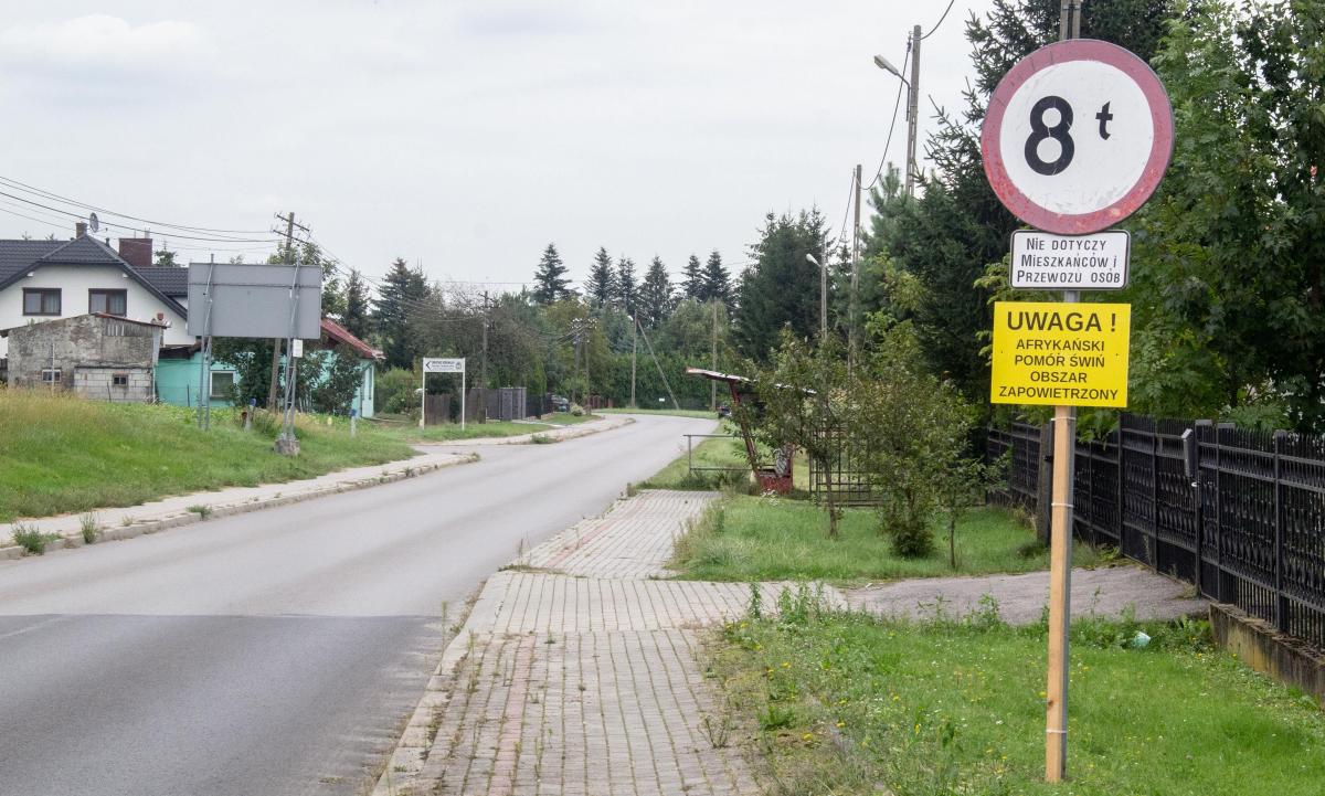 877 wybitych świń. Katastrofalne żniwo ASF w regionie