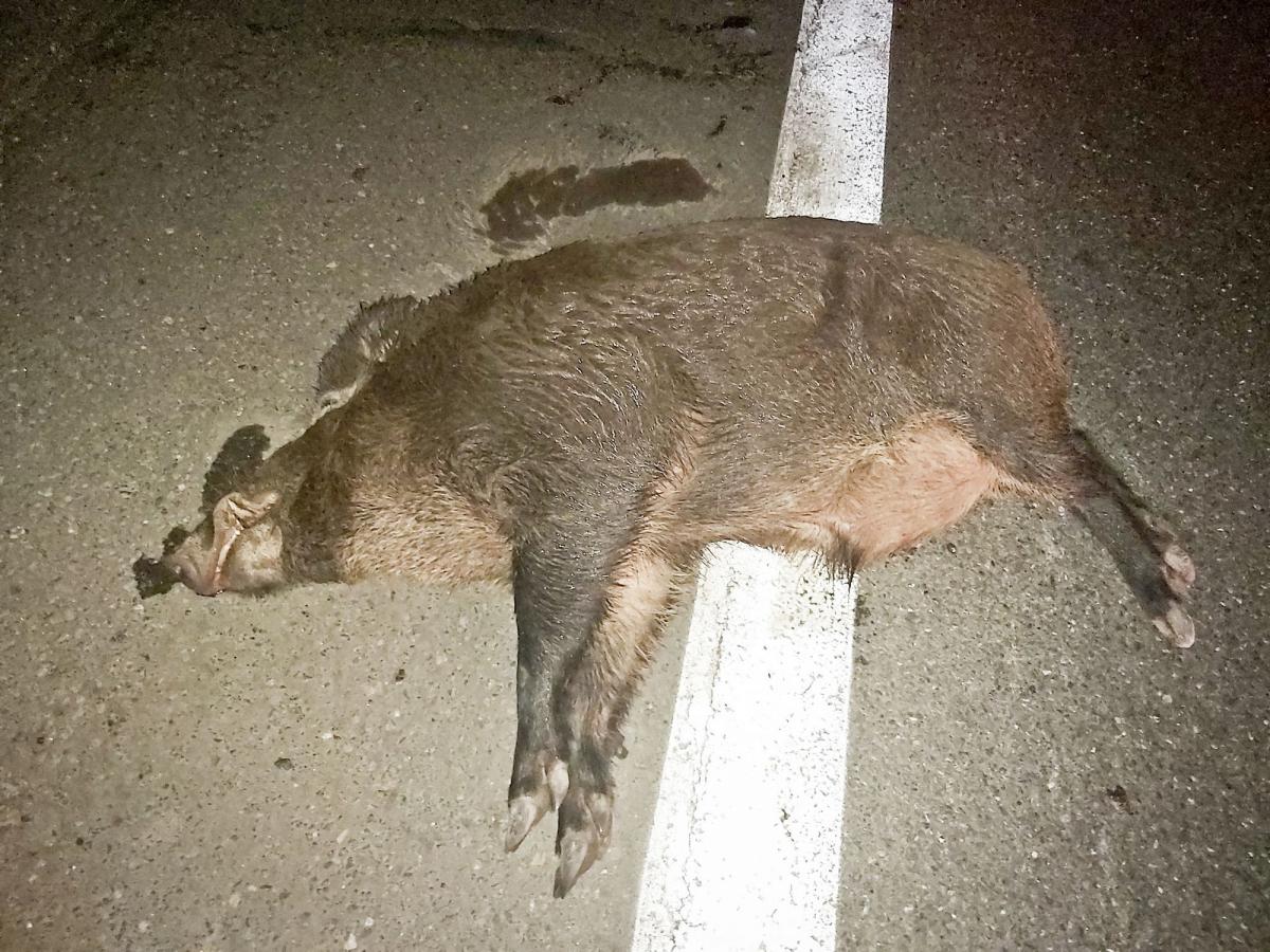 Dzikie zwierzę kontra samochód. Jak uniknąć tragedii? [ZDJĘCIA]