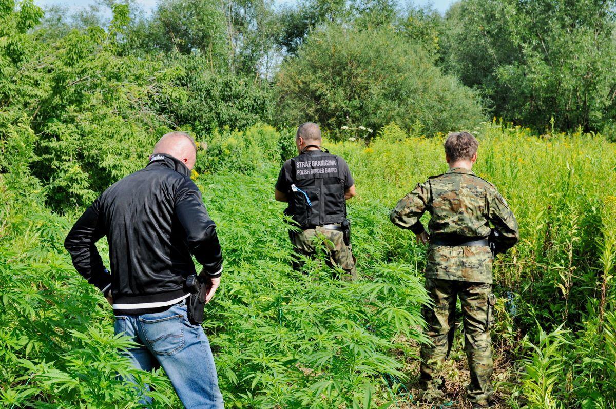 65 sadzonek konopi indyjskich nad brzegiem Sanu [ZDJĘCIA]