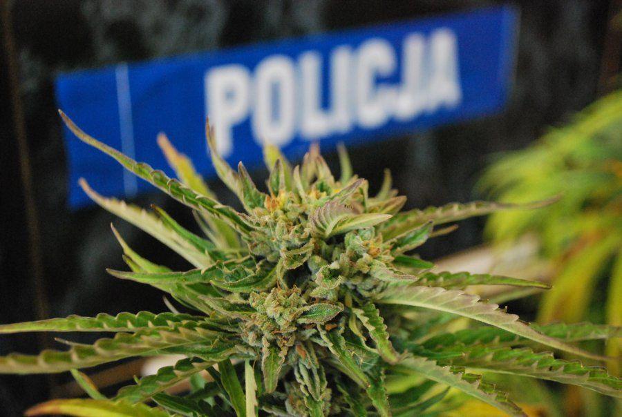 Dwaj mieszkańcy Oleszyc odpowiedzą za posiadanie narkotyków