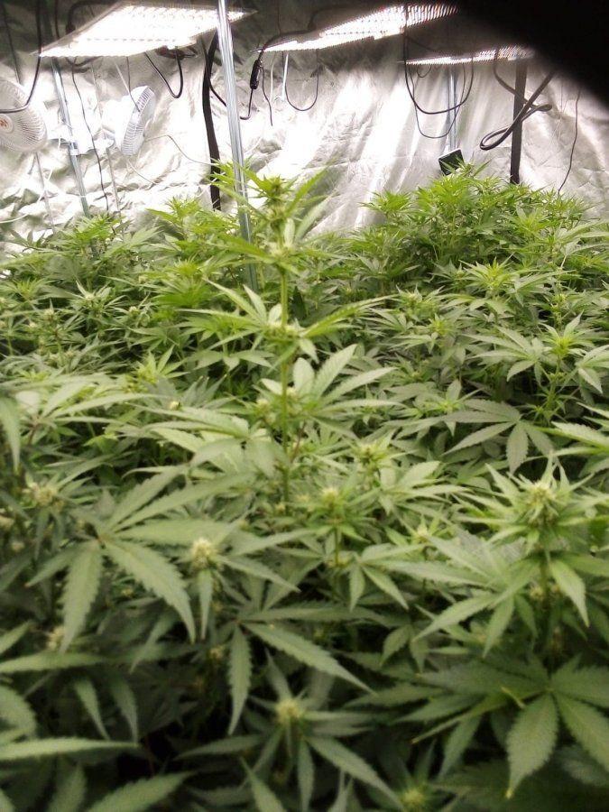 2 kg suszu, 93 krzaki i perspektywa 10-letniej odsiadki