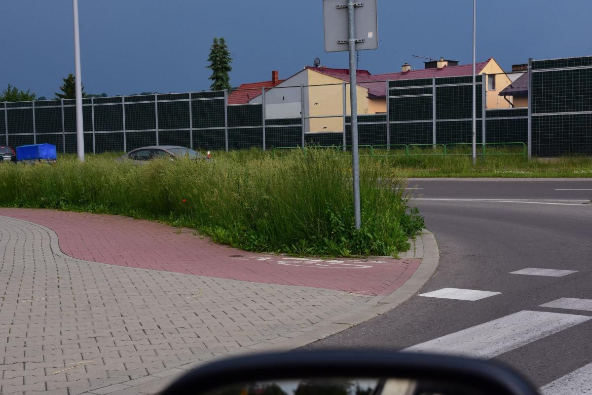 Wysokie trawy mogą być niebezpieczne dla zdrowia ludzi i zwierząt [ZDJĘCIA]