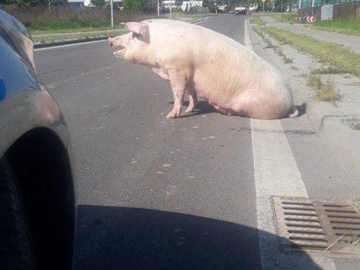 Świnia uciekła z transportu. Nie chciała do ubojni