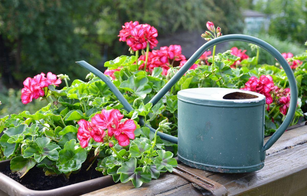 Na co choruje pelargonia? Część 2.