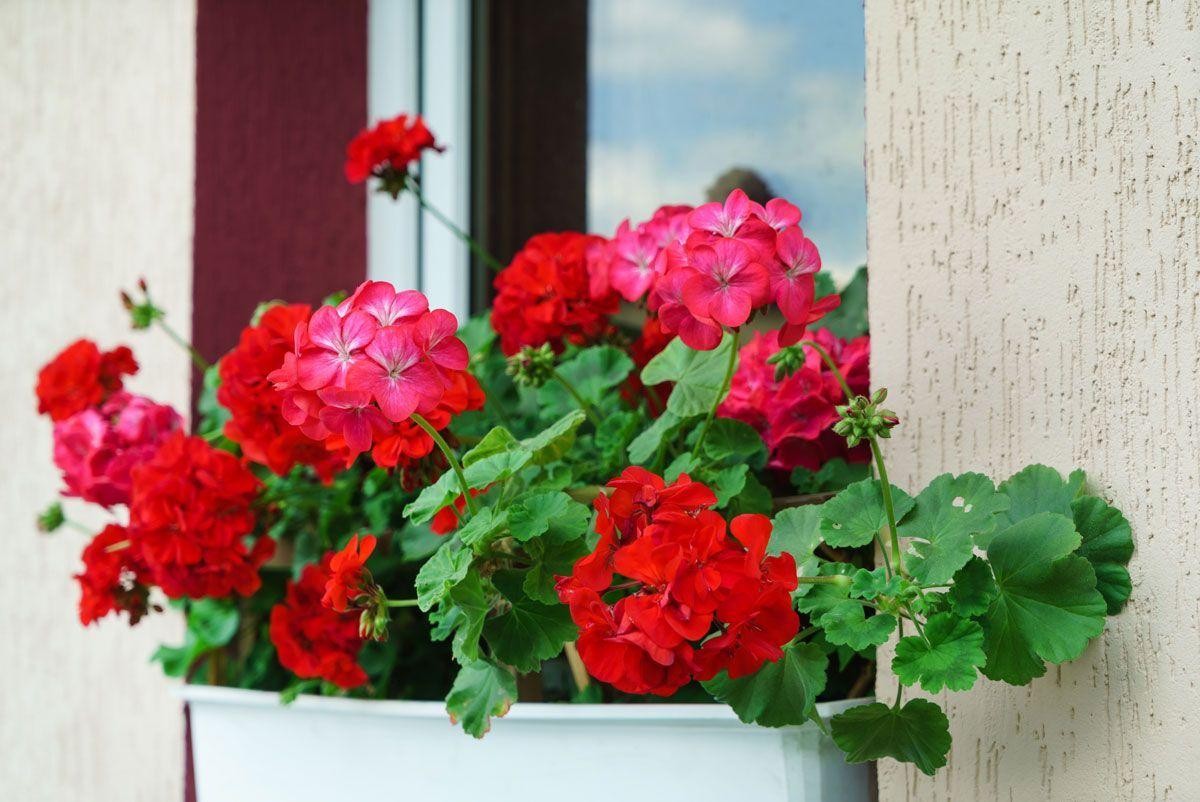 Na co choruje pelargonia? Część 1.