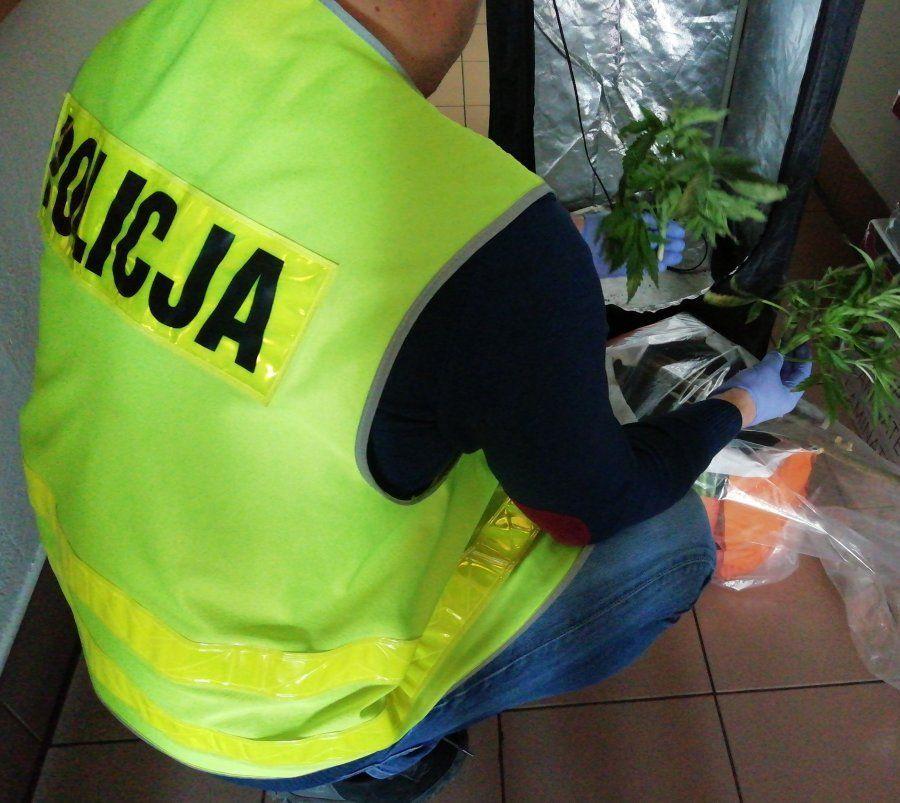 Wybrali się do lasu zapalić marihuanę. Mimo zakazu
