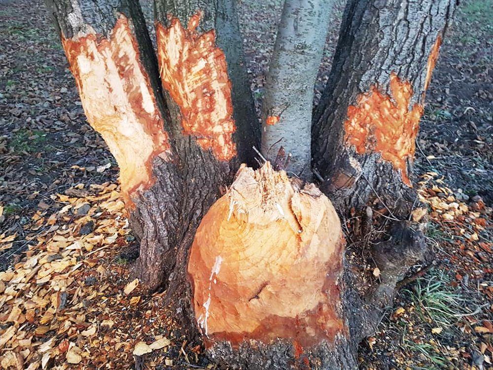 Bobry harcują w Żurawiance