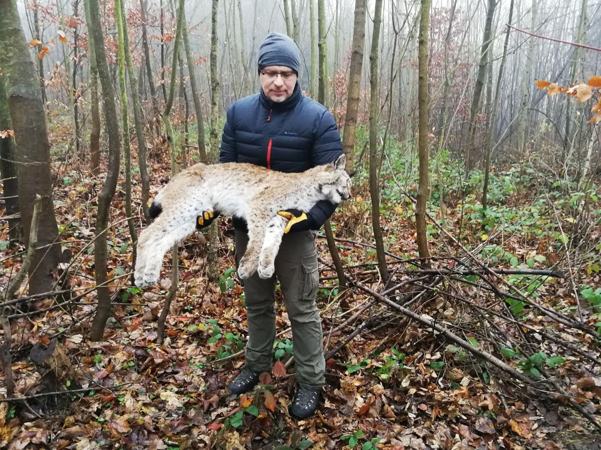 Pod kołami samochodu zginęła rysica. Młody ryś uratowany