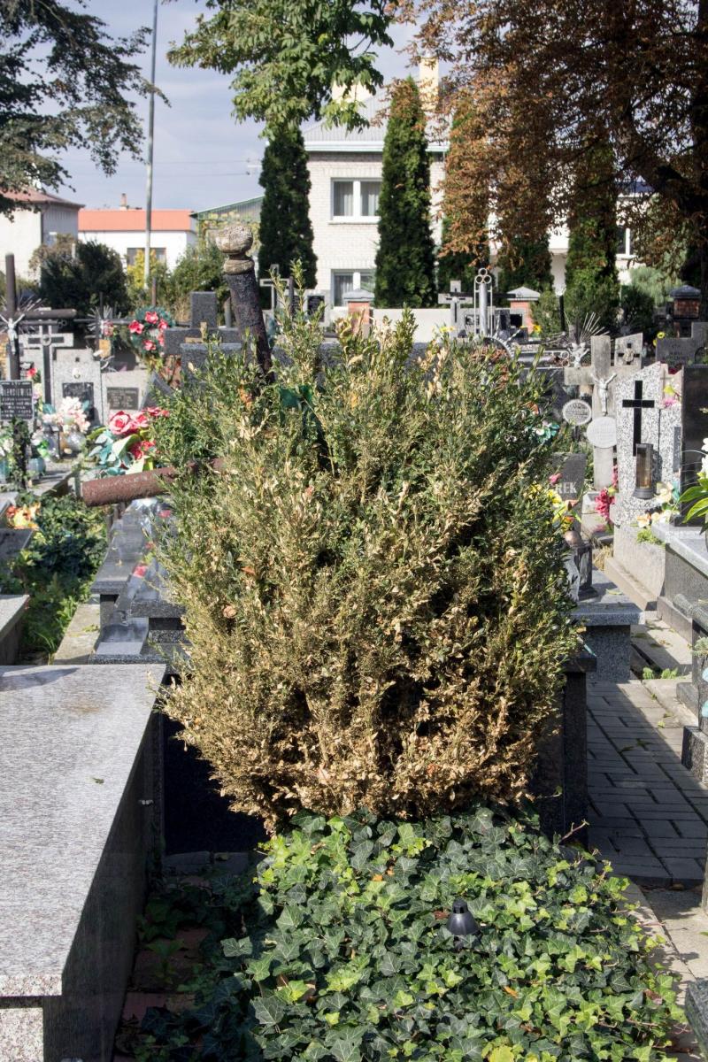 Szkodnik z Azji dotarł w naszą część Podkarpacia