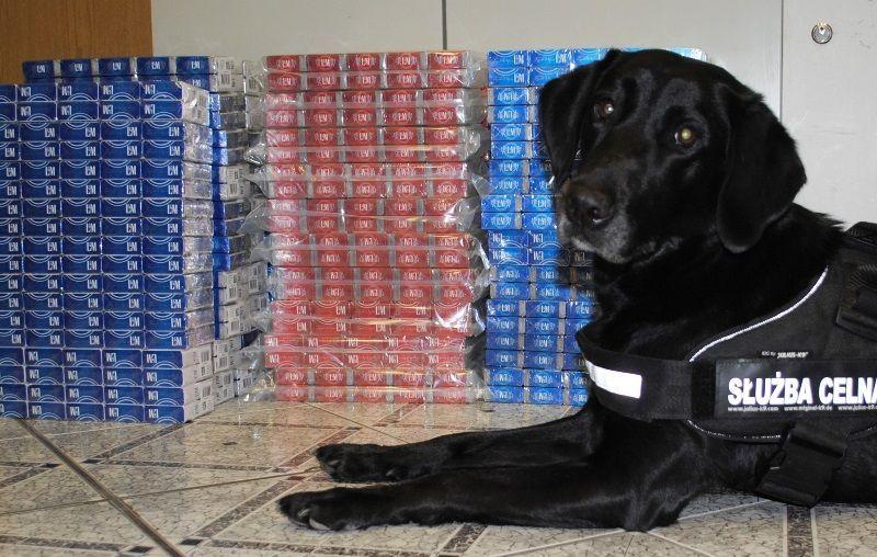 Taki labrador to skarb. Gina na tropie