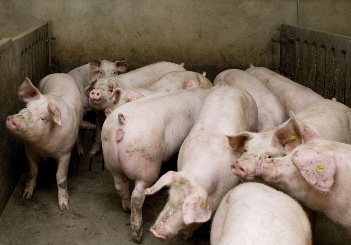 ASF znów blisko. Strefy zagrożenia obejmują miejscowości naszego regionu