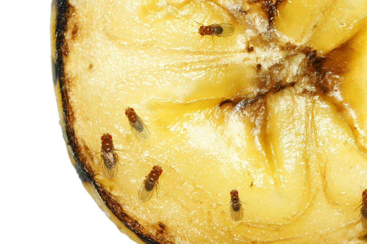 Jak pozbyć się muszek owocówek z kuchni? 