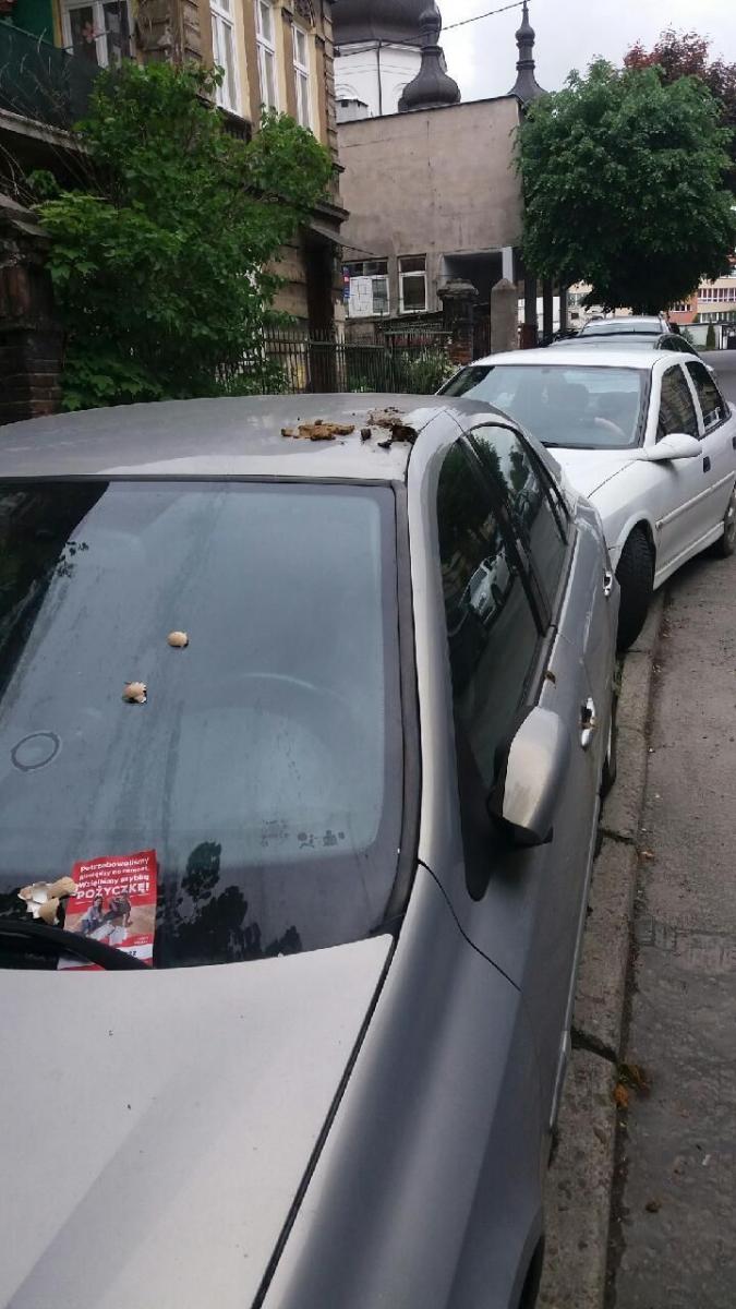 Karne psie kupy na klamkach i karoserii aut na Barskiej w Przemyślu