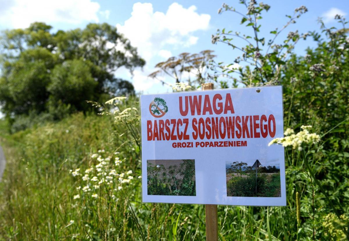 Strzeż się barszczu Sosnowskiego