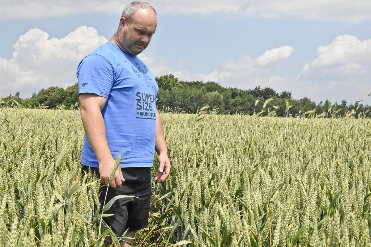 Zasiał pszenicę. Wraz z nią wyrosło żyto