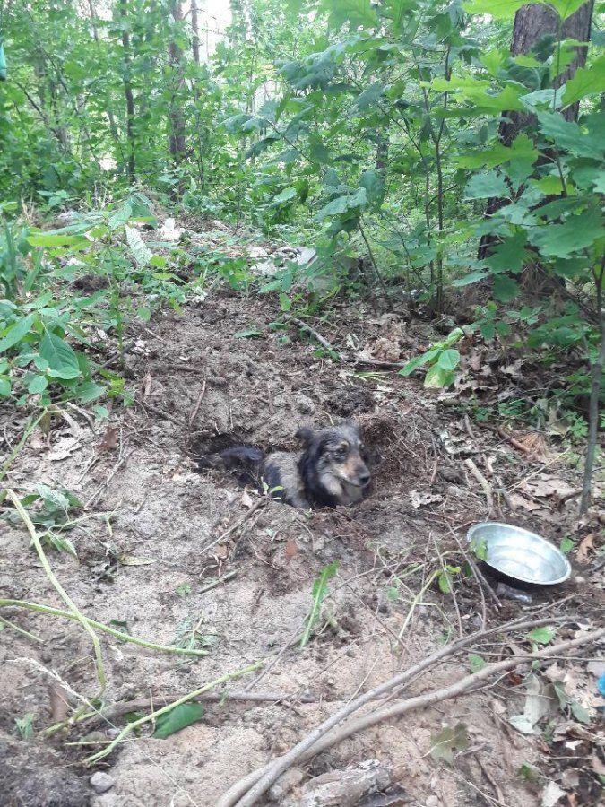 Zatrzymany! Policja ujęła mężczyznę, który zakopał psa żywcem 