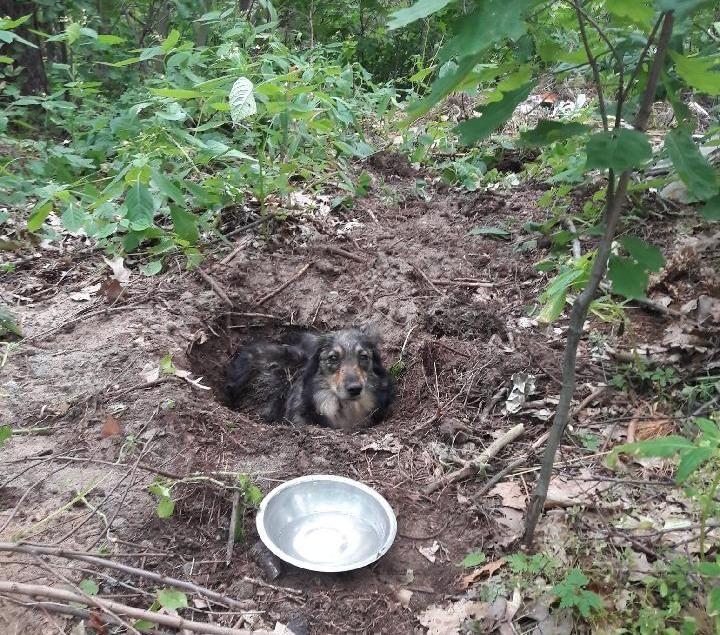 W środku lasu zakopał żywe zwierzę. Policja szuka sprawcy bestialskiego czynu