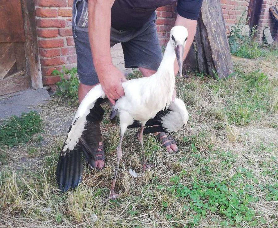  Policjanci pomogli... bocianowi