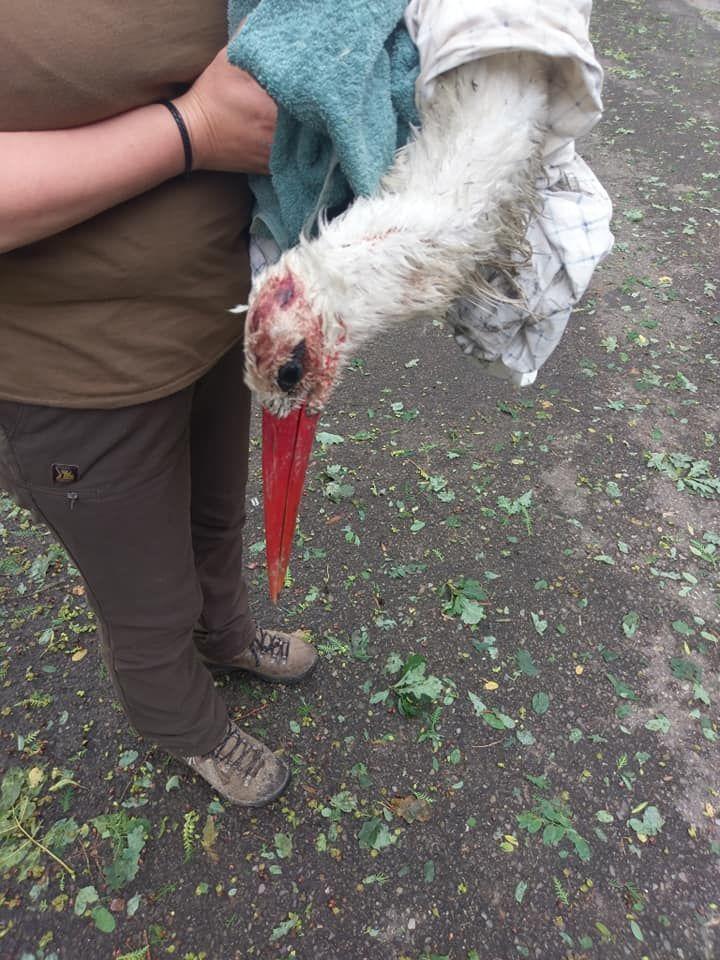 Potężne gradobicie nad gminą. Straty w rolnictwie, zginął bocian