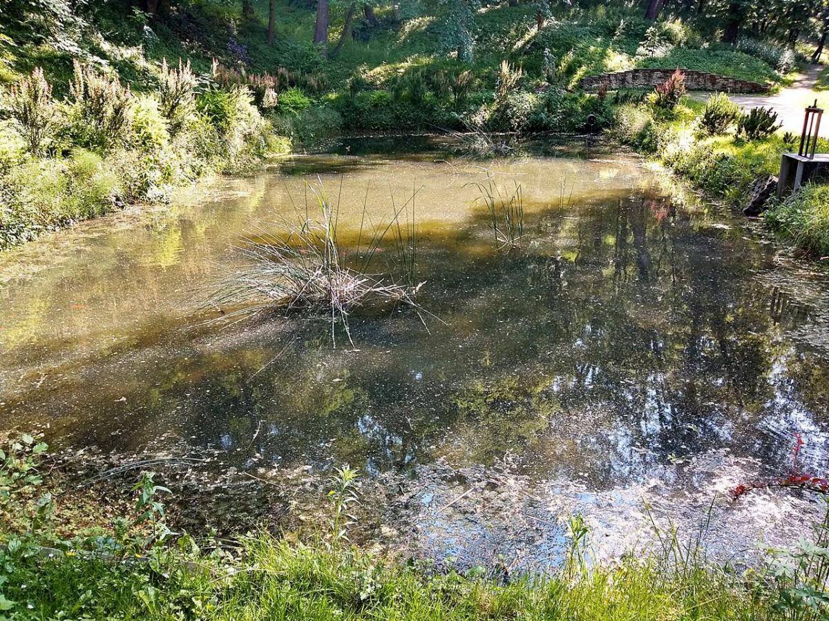 To bajoro, nie parkowy staw