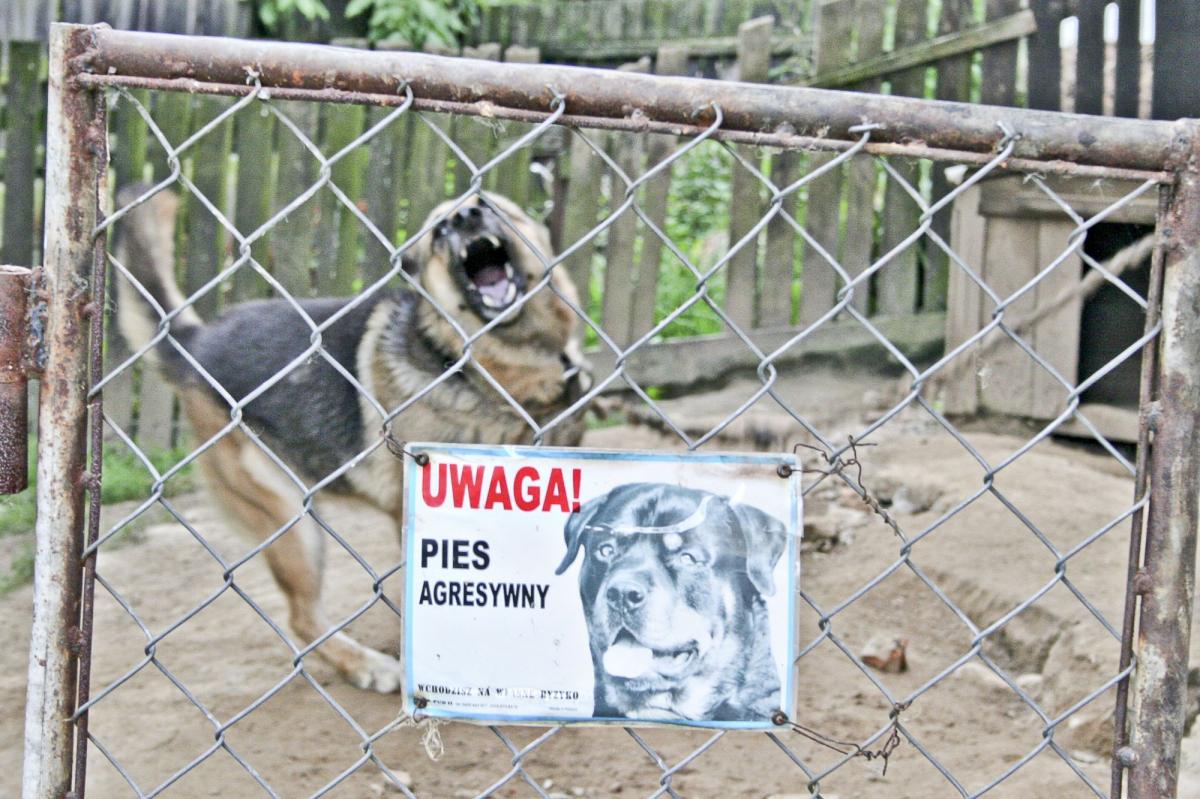 Masz psa? Sprawdź, jakie są Twoje obowiązki