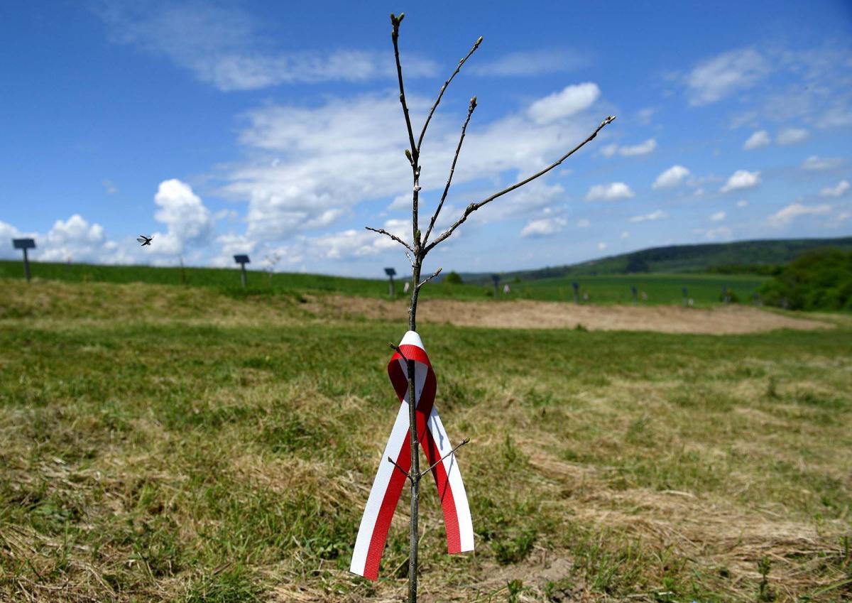 Posadzono 33 dęby. Upamiętniają kapelanów zamordowanych w Katyniu