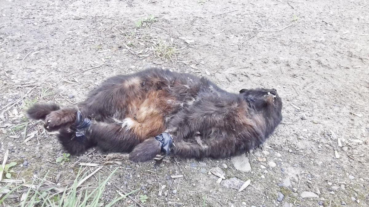 Kto truje koty na Bakończyckiej?