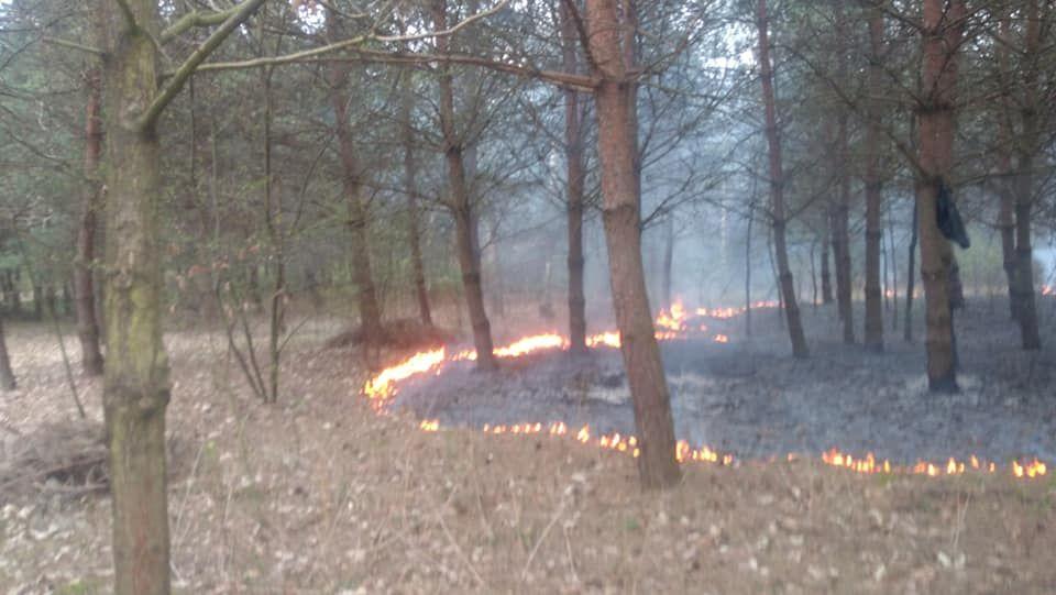 Zmienna sytuacja w lasach. Jest sucho, są pożary