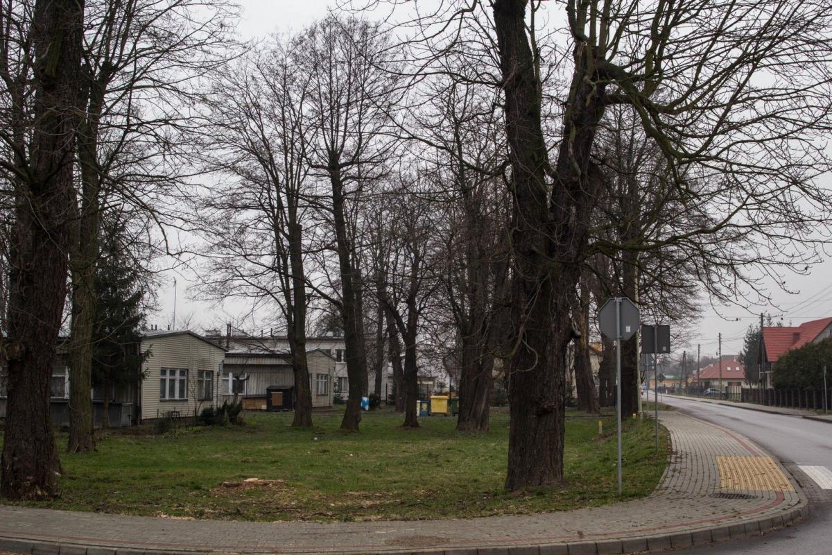 Czy kasztany na Kasztanowej stwarzają niebezpieczeństwo?