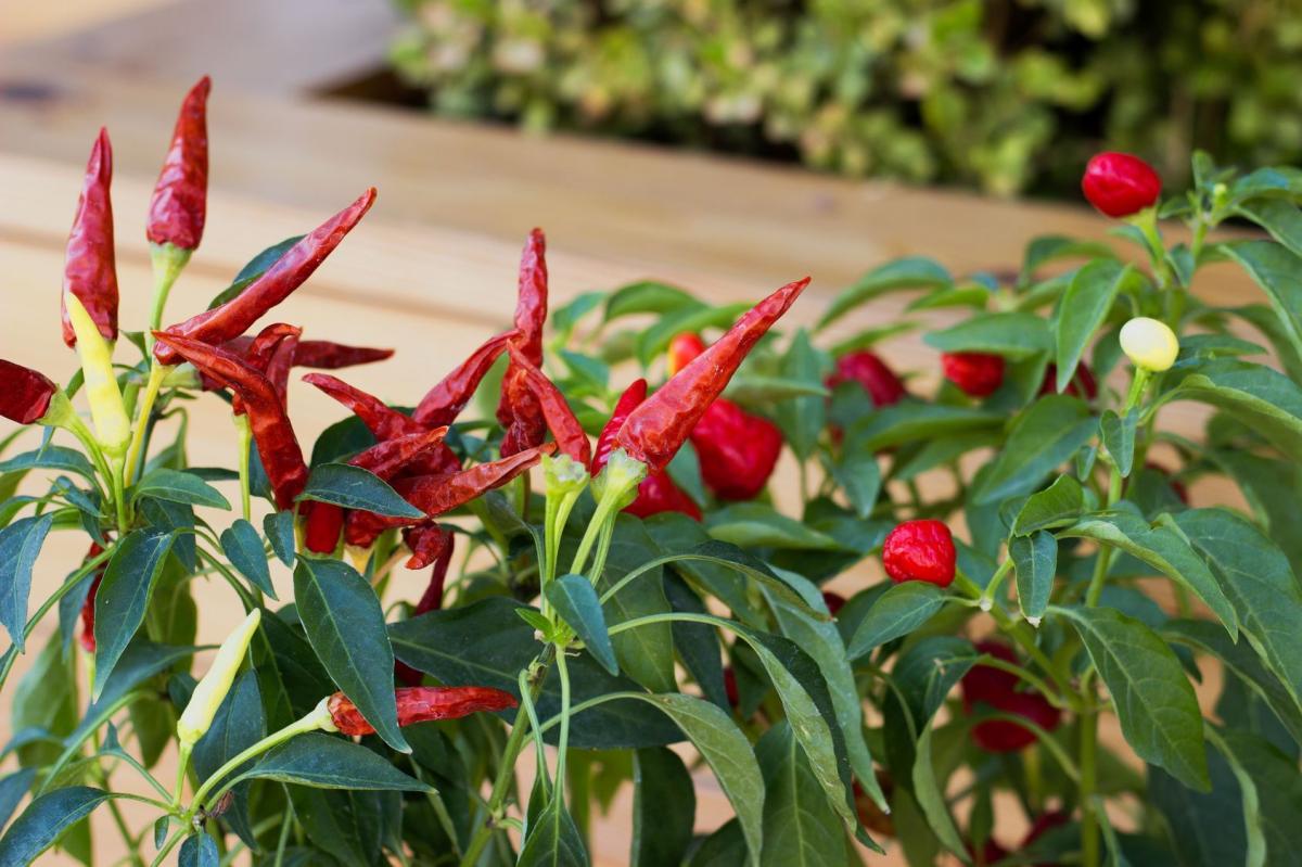 Chili w doniczce. Jak uprawiać? 