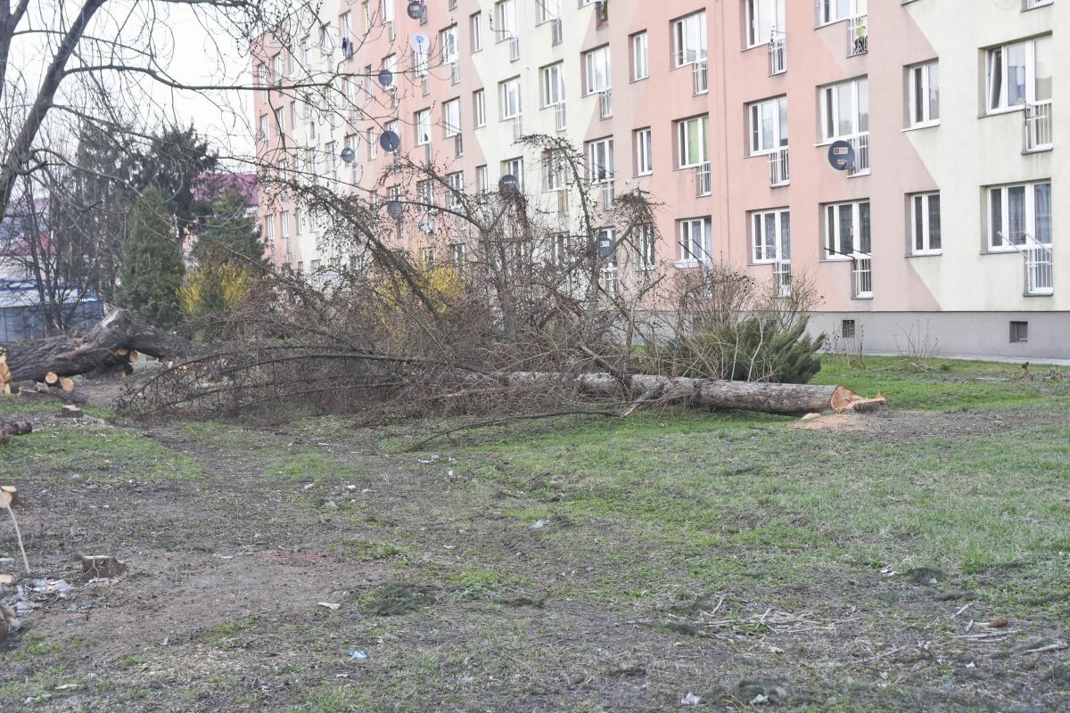 Poranny nalot na drzewo przy ul. 3 Maja. Czy modrzew został ścięty legalnie?
