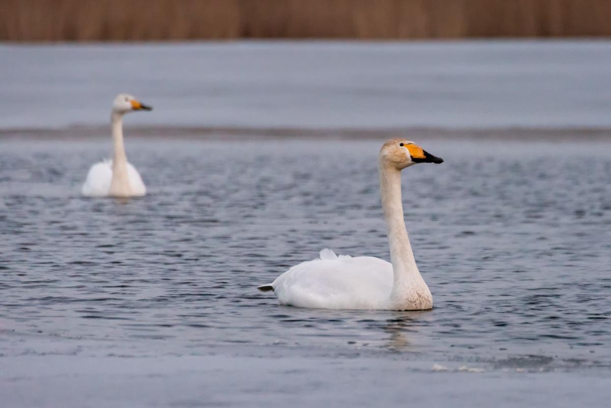 W powiecie pojawił się mityczny ptak Królowej Śniegu [WIDEO]