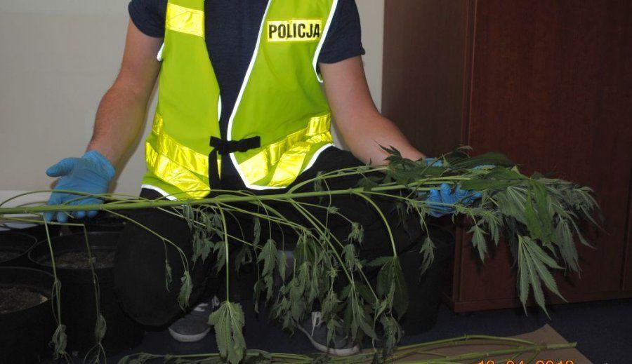 Uprawiali ziele w lesie. Grozi im więzienie