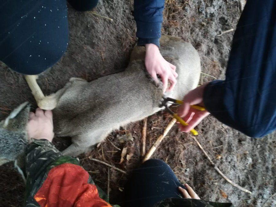 Uratowano sarnę, która wpadła w sidła [ZDJĘCIA]
