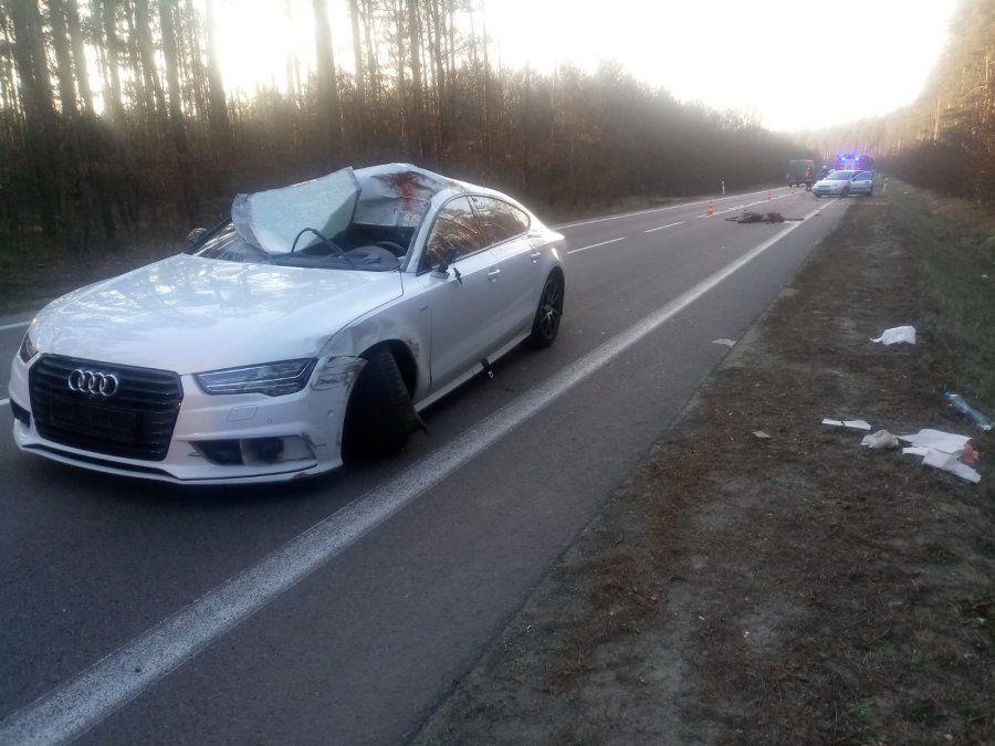 Łania przyczyną niebezpiecznego wypadku. Uważajmy na zwierzęta na drodze!