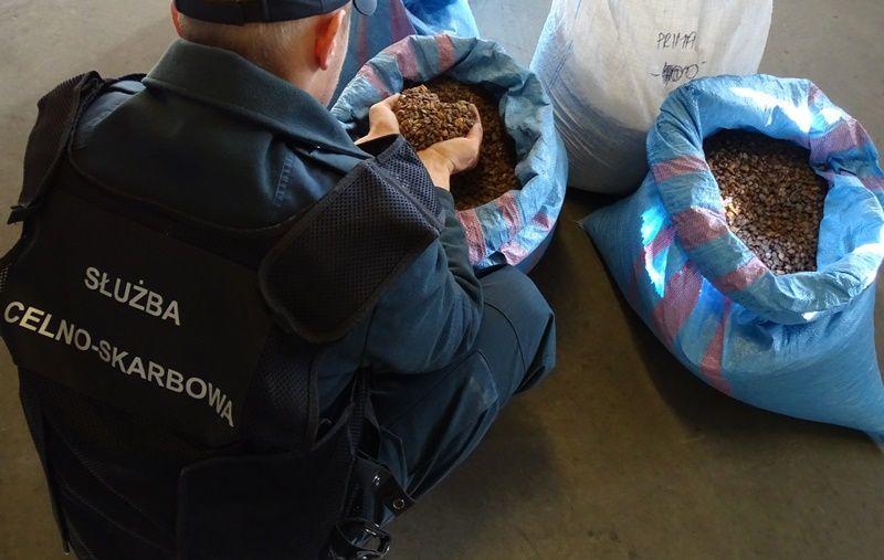 Skrytki pełne bursztynu [ZDJĘCIA]