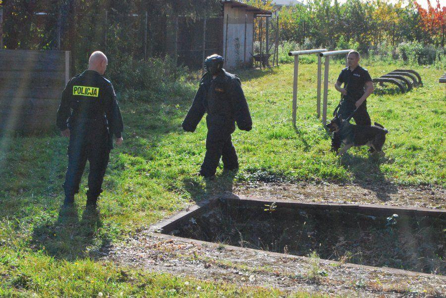 Trwają egzaminy psów policyjnych