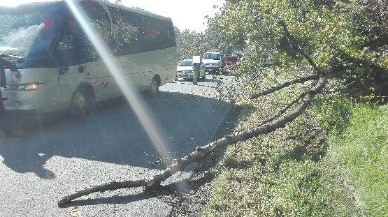 Krok od nieszczęścia. Drzewo spadło tuż przed autobusem