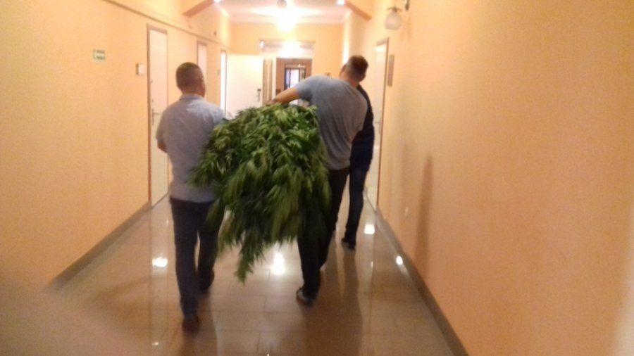 Konopie indyjskie w kukurydzy [WIDEO]