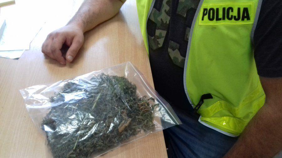 Hodowali 49 krzaków konopi. Grozi im do 8 lat więzienia